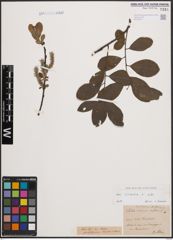 Foto von Salix cinerea L.